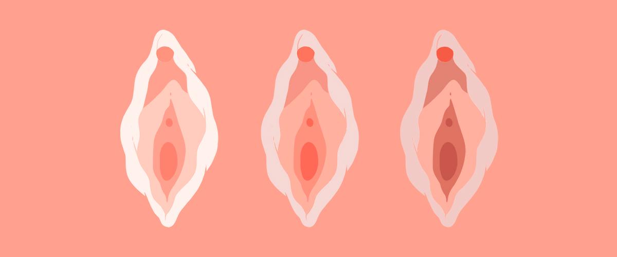 Labia vector