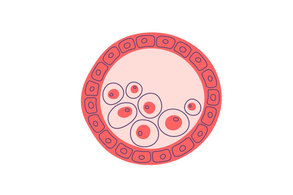 blastocyst