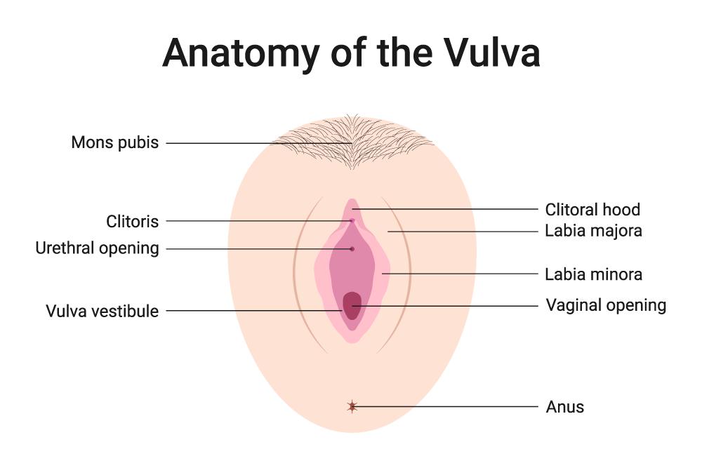 anatomy of the vulva, vulva pimples, vaginal acne