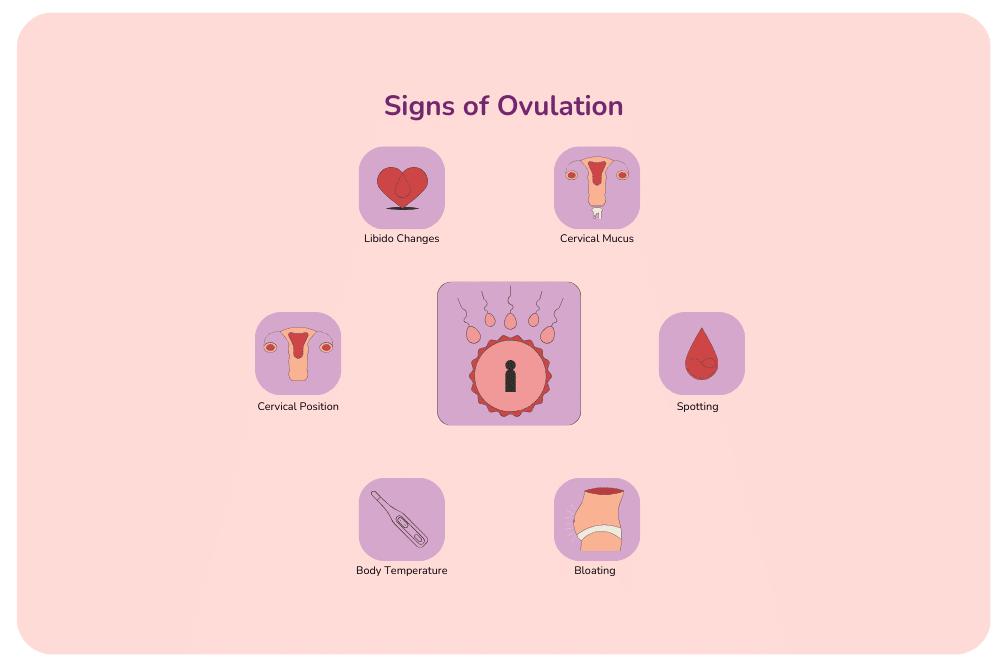 Everything You Need To Know About Ovulation