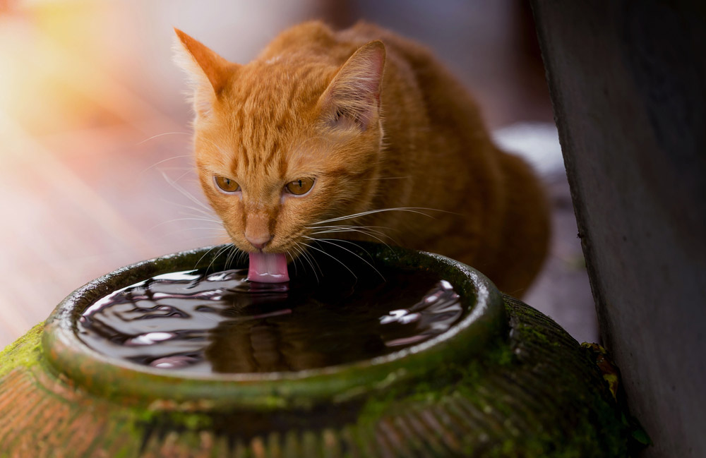 Where’s The Water